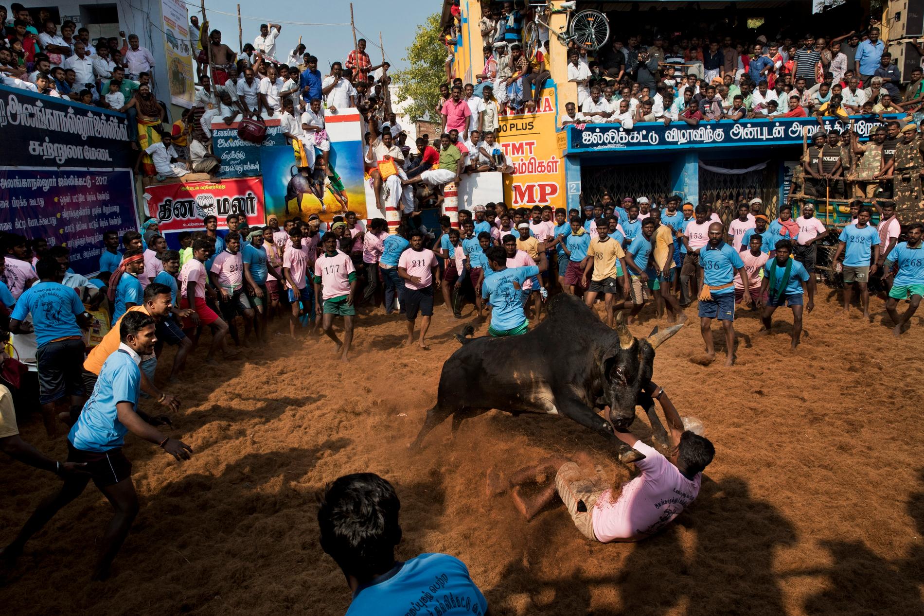 Den årliga tjurbrottningsfestivalen Jallikattu i den indiska delstaten Tamil Nadu 2017. Arkivbild.