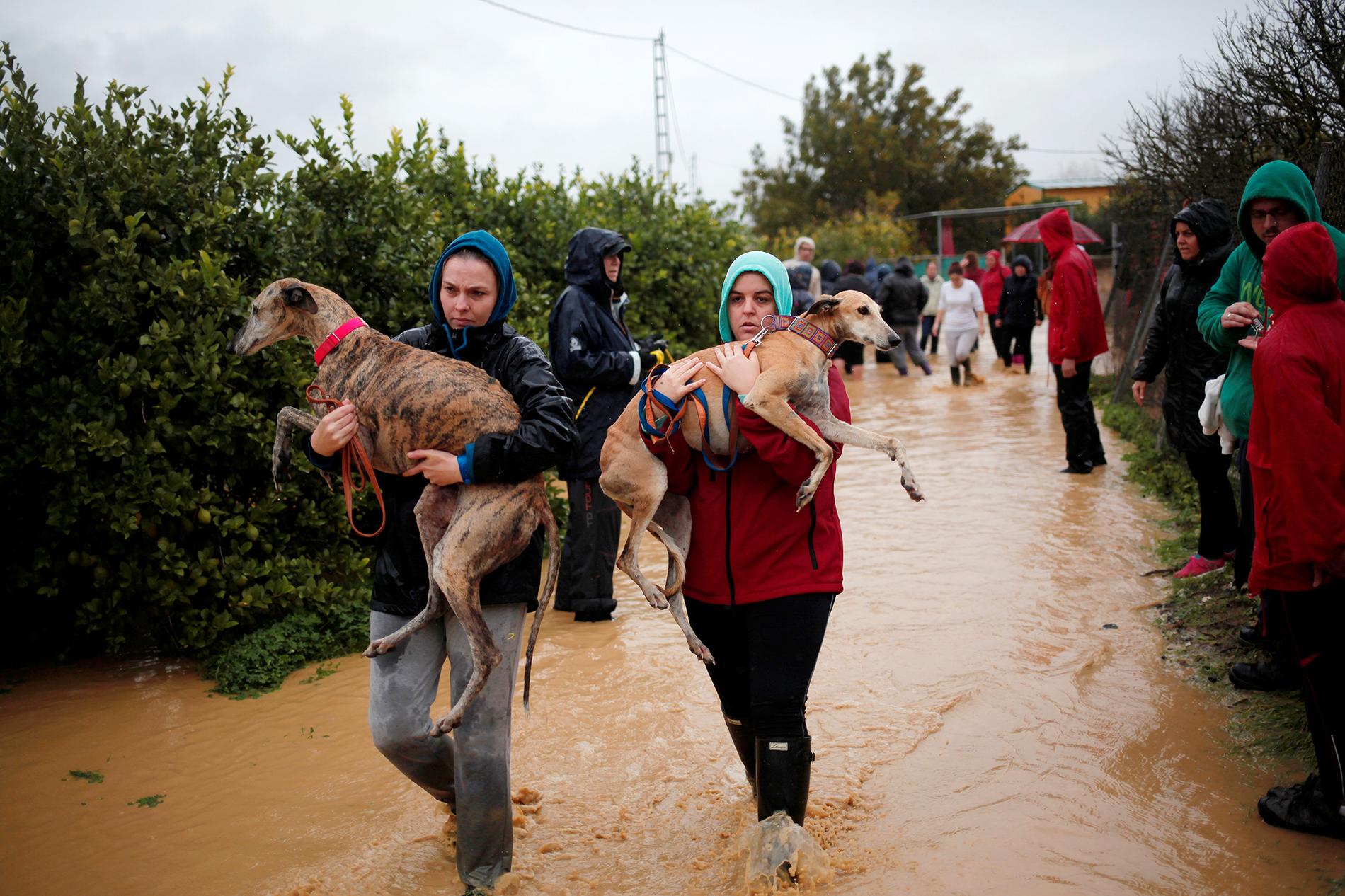 Frivilliga bär greyhoundhundar som har räddats undan översvämningarna.
