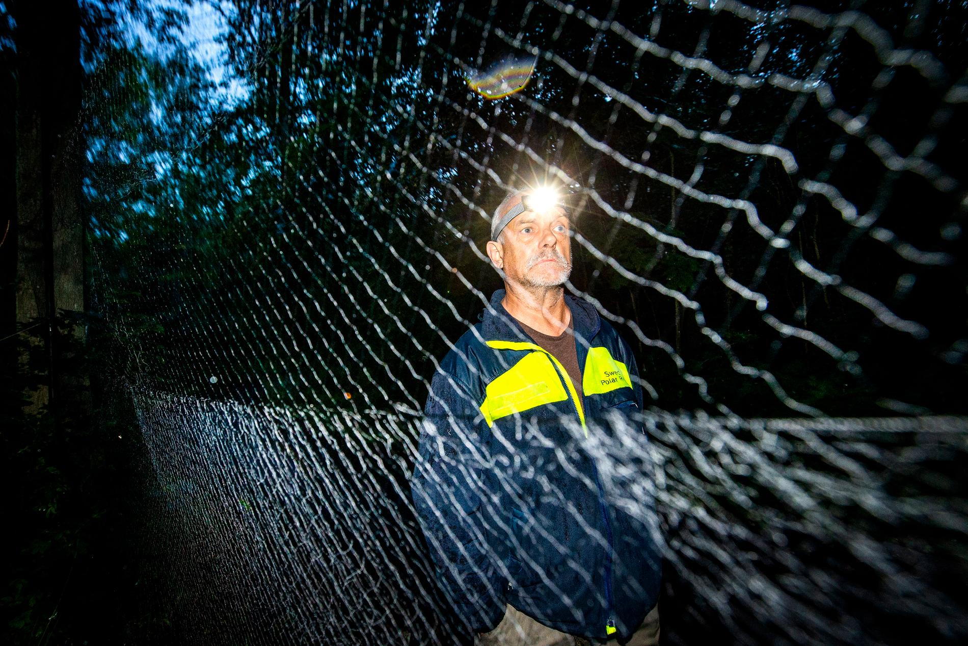 Forskaren Jens Rydell sätter upp nät i Stockholmsområdet för att fånga fladdermöss. Fladdermusen flyger in i nätet och faller ner i en påse.