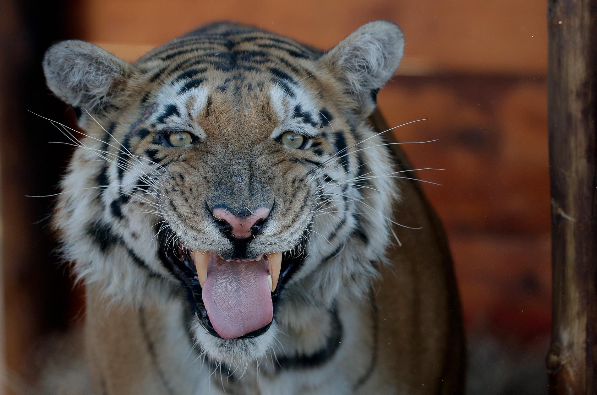 2016 flyttades tigern Laziz från Gaza Zoo till Sydafrika. Arkivbild.