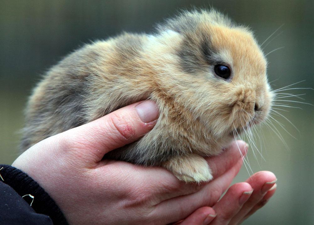 Den öronlösa kaninungen Til trampades av misstag ihjäl av en kameraman.