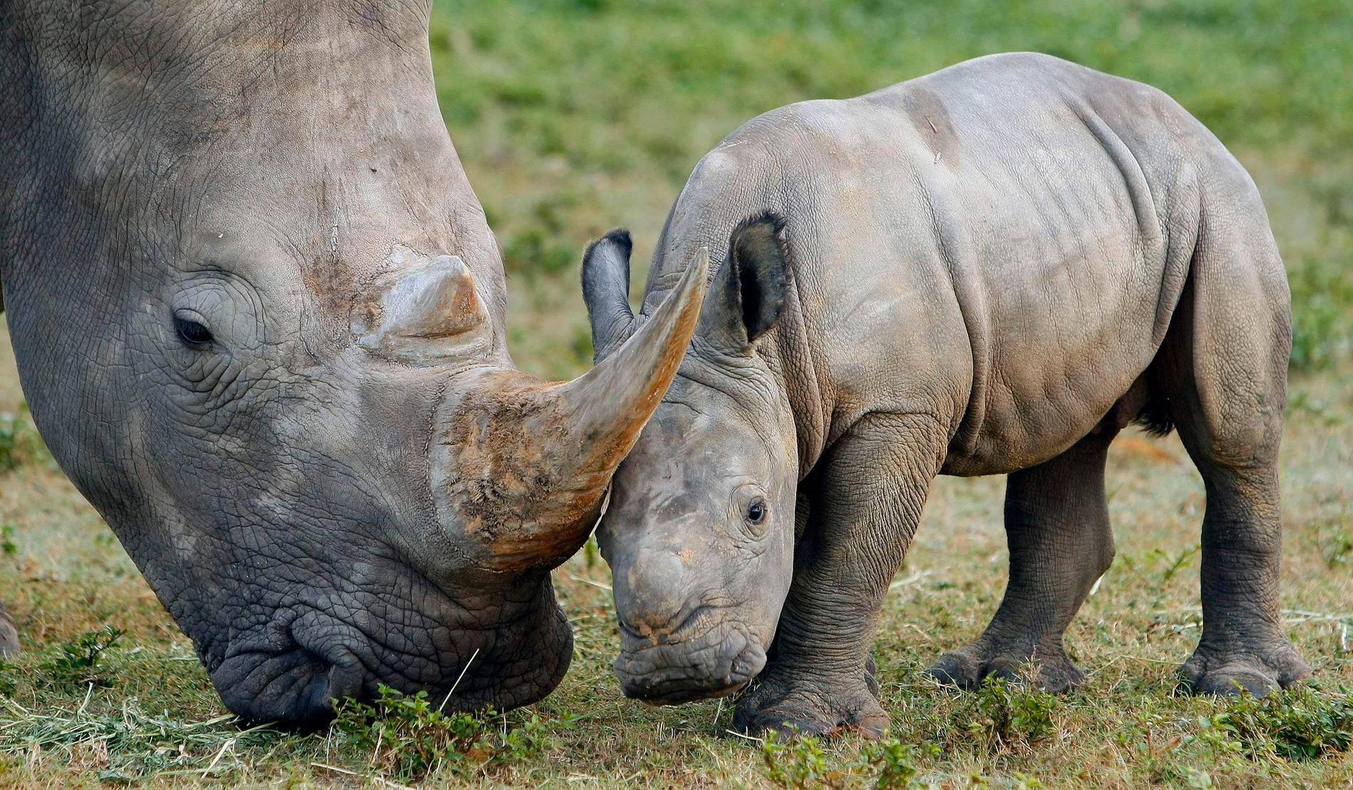 Tjuvjakten på noshörningar i Namibia har minskat till 41 dödade djur hittills i år, att jämföra med 72 under samma period i fjol, enligt landets miljö- och turismdepartement. Arkivbild.