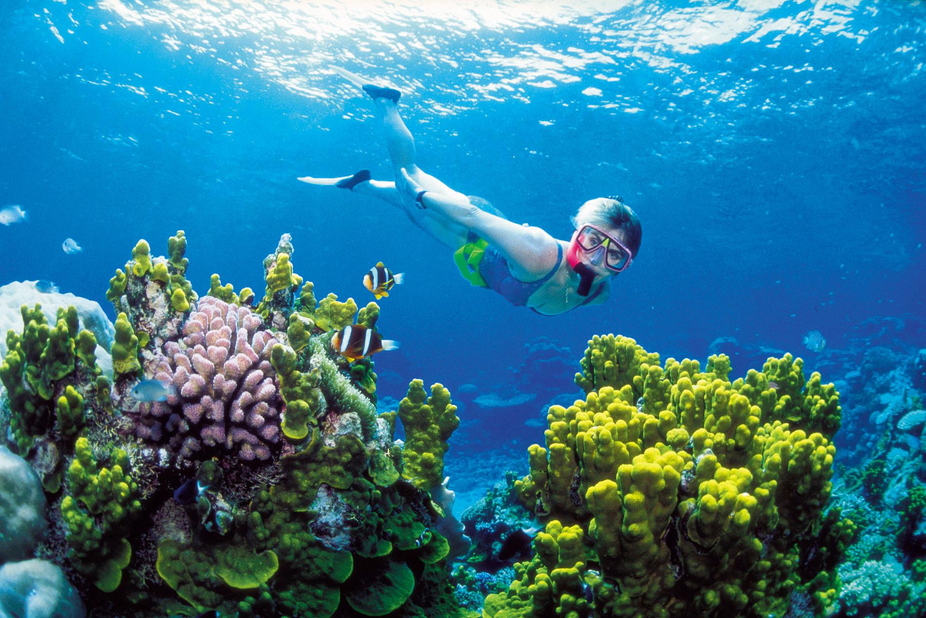 Barriärrevet är världens största korallrev.