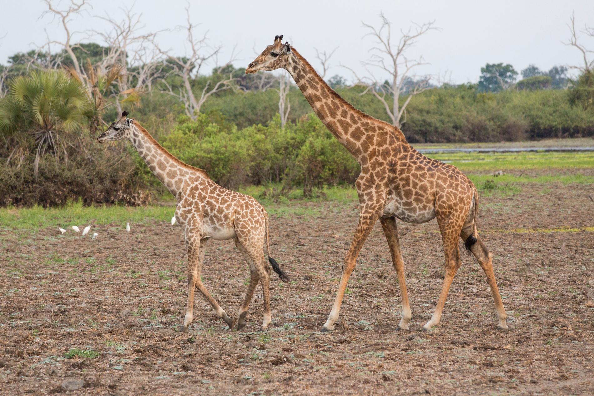 Girafferna finns nu bara kvar i nationalparkerna. 