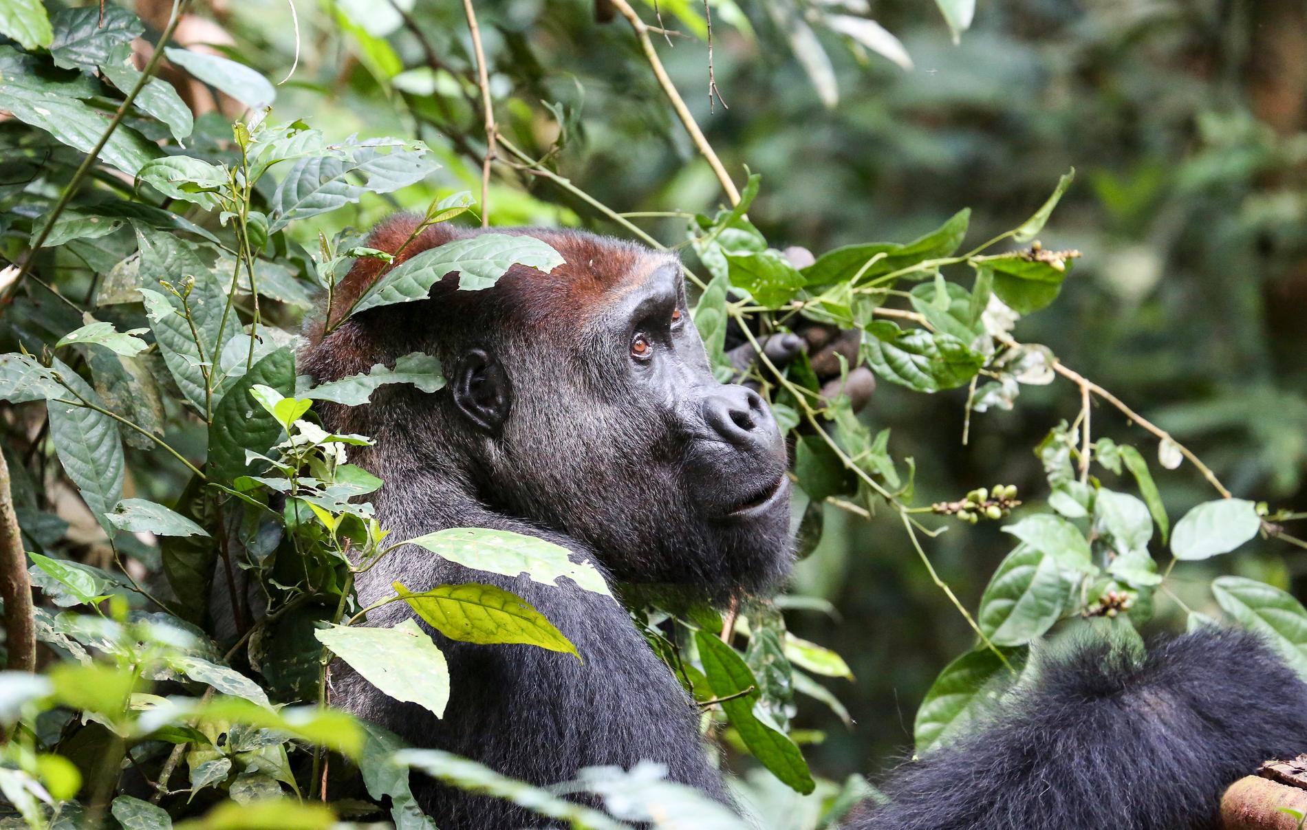 Gorillahanne i nationalparken Nouabale-Ndoki i Kongo-Brazzaville. Nya studier visar att det finns dubbelt så många gorillor i Centralafrika som man tidigare trott.
