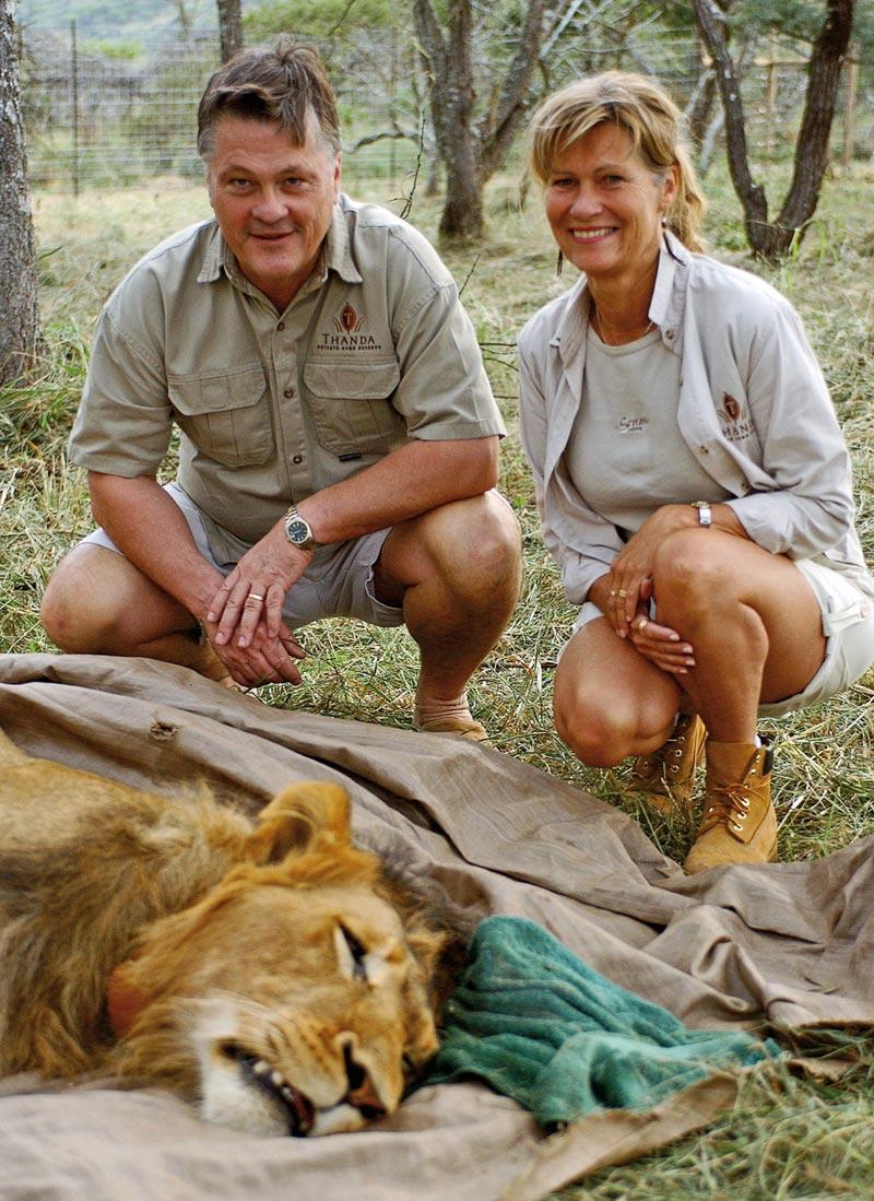 Dan och Christin Olofsson öppnade sin lyxlodge 2004. Lejonet på bilden är nedsövt.