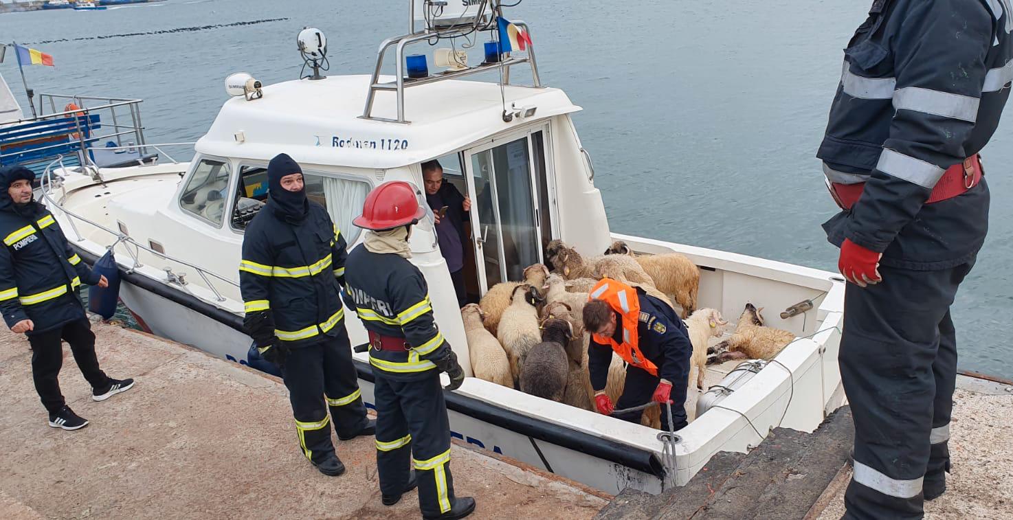 Här är några av de får som räddades från det sjunkande fartyget.