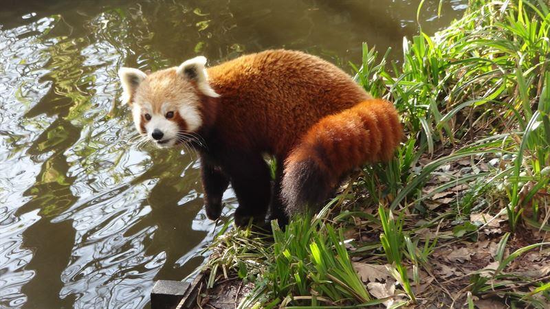 Röda pandan Arjun är försvunnen.