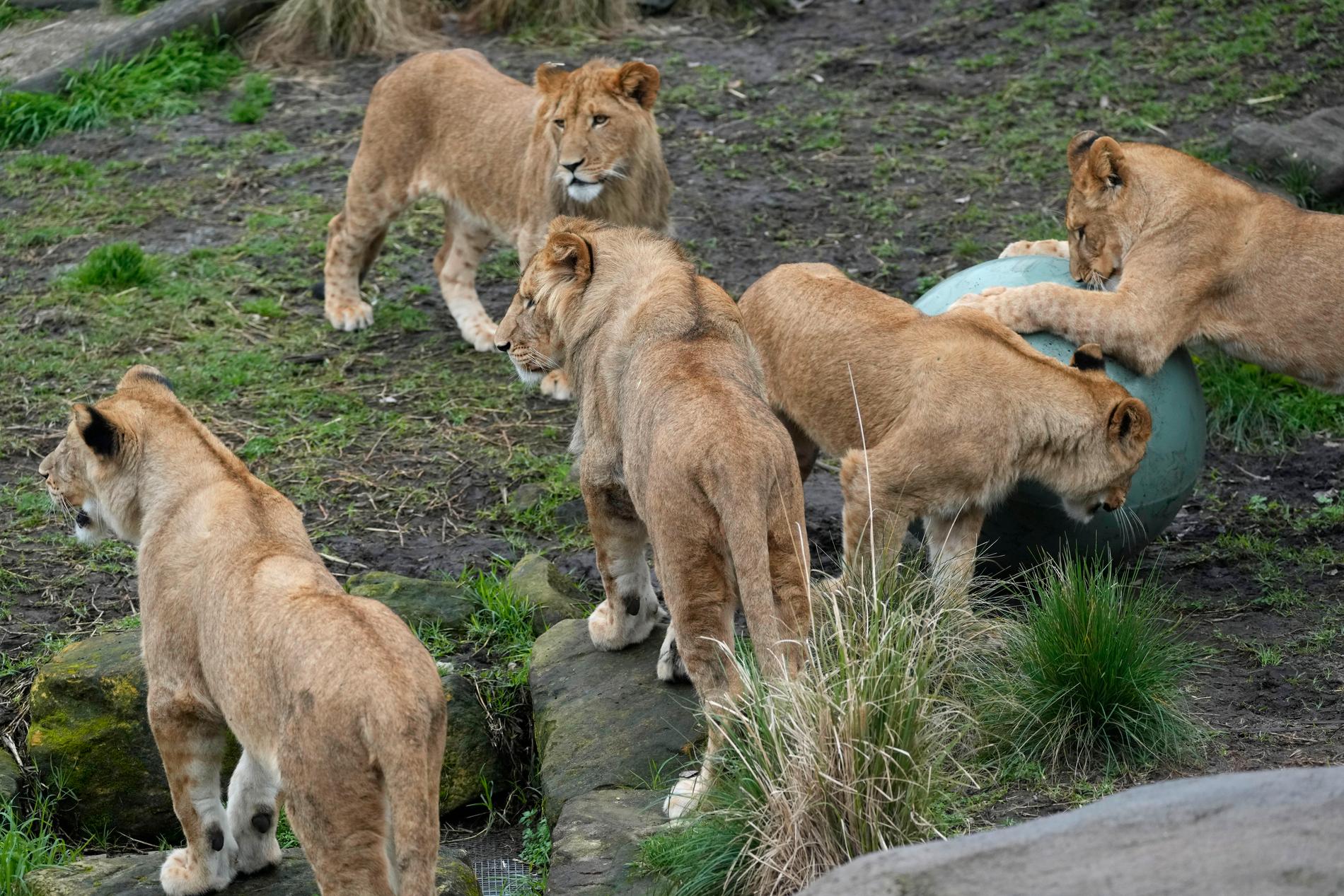 Fem lejon var på rymmen i djurparken. Arkivbild.