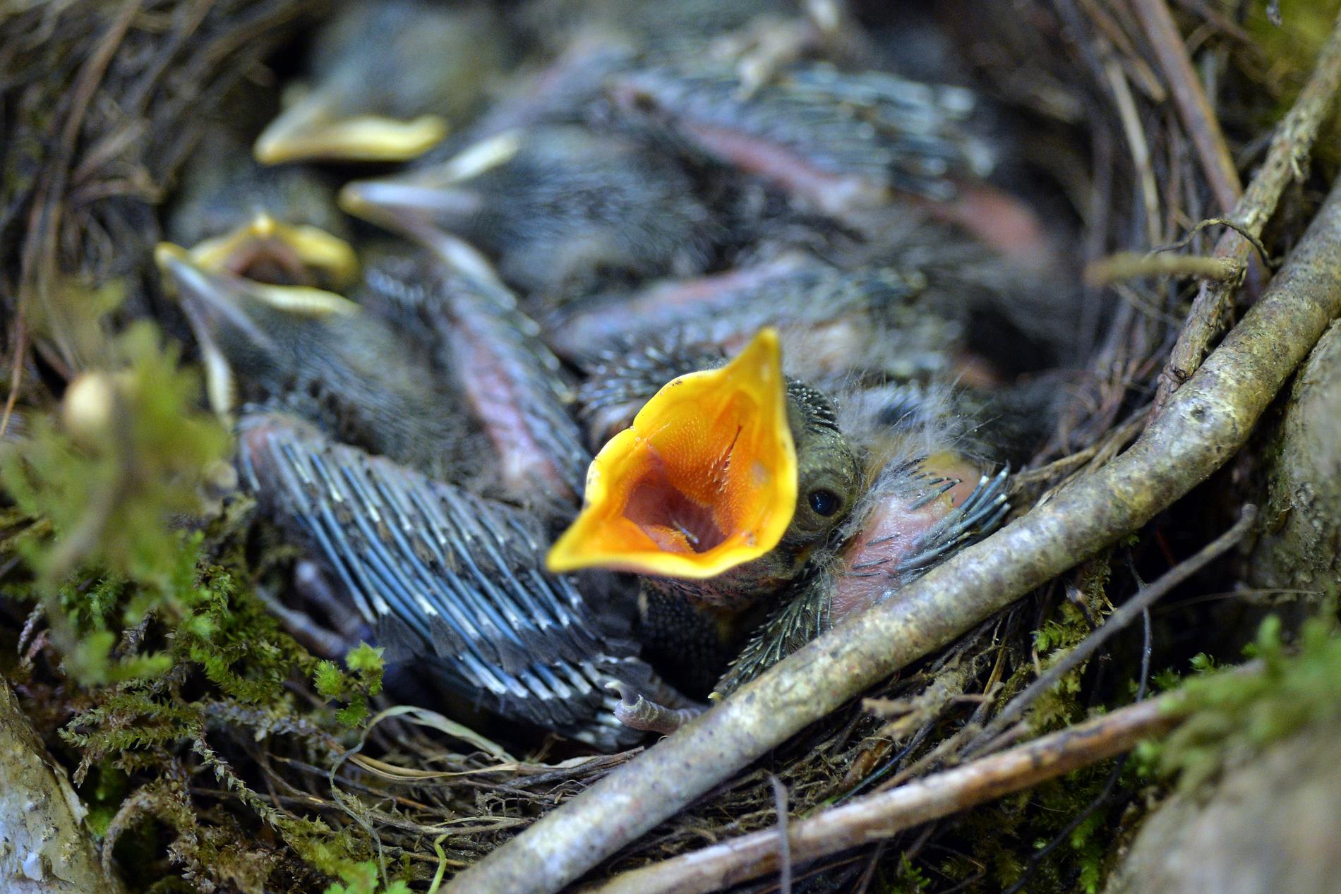 Det varma vädret kan ge fågelungar värmeslag och göra att de lämnar sina bon i förtid. Arkivbild.
