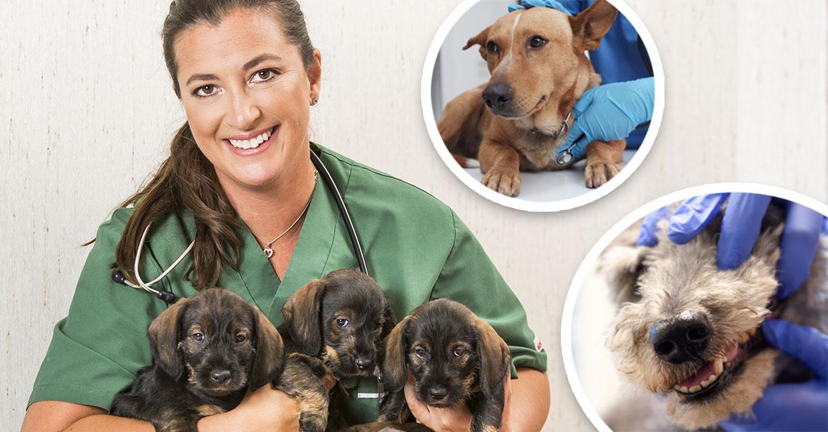 Hundexperten: Så slipper du onödiga veterinärbesök