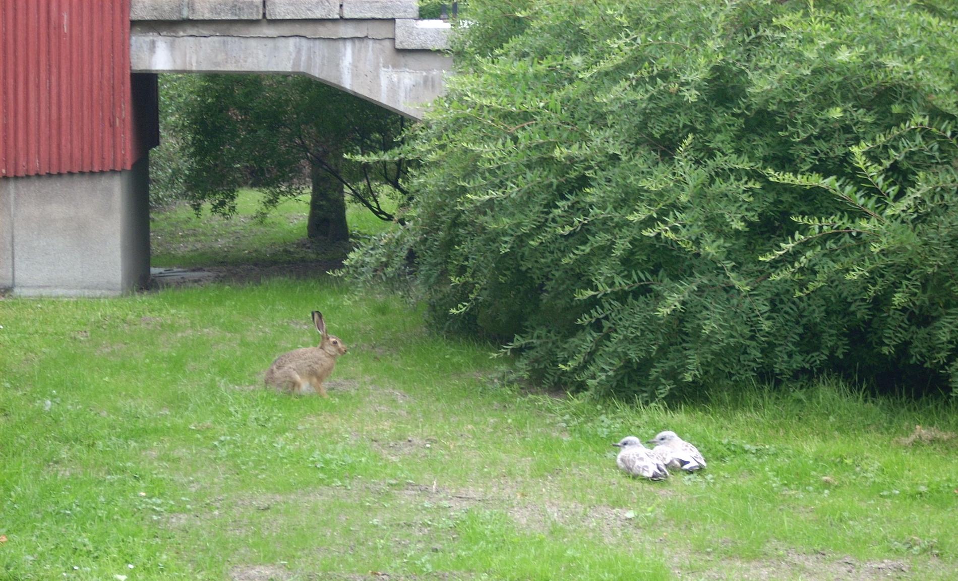 Hare och måsungar planerar busstreck en solig eftermiddag utanför polishuset vid Humanisten, Göteborg.