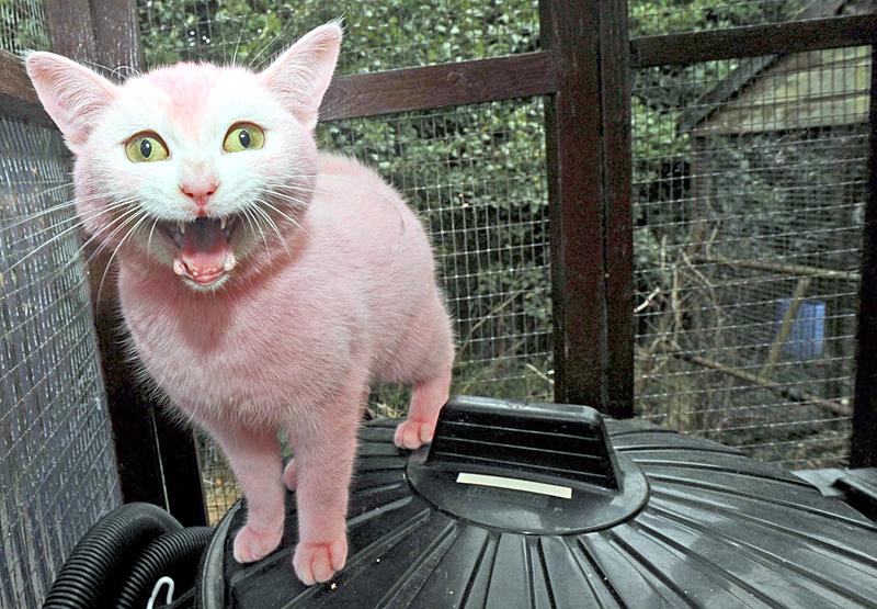 Nu jagas den person som färgat den lille katten rosa.