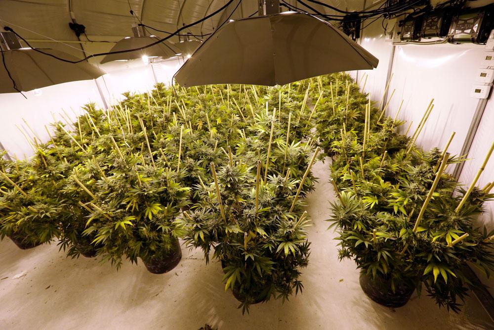 En odling med marijuanaplantor.