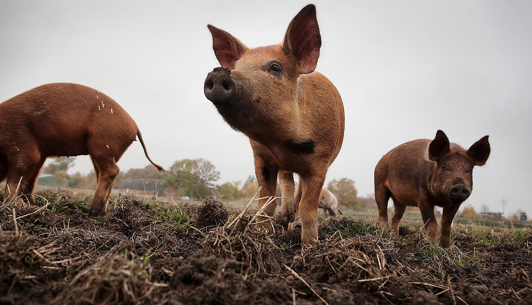 Minskar i popularitet Allt färre grisar hamnar på julborden. Förra året handlade det om cirka 400  000.