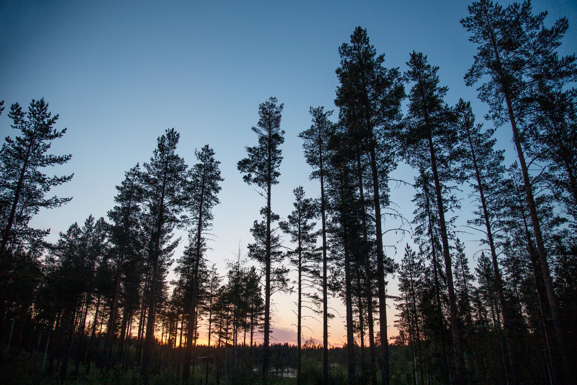 Stora delar av ungskogen i Norrbotten är skadad. Nu varnar LRF för virkesbrist. Arkivbild.