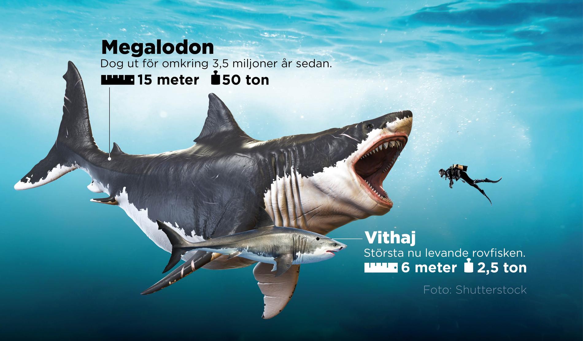 Megalodon tros vara den största fisk som levt på jorden.