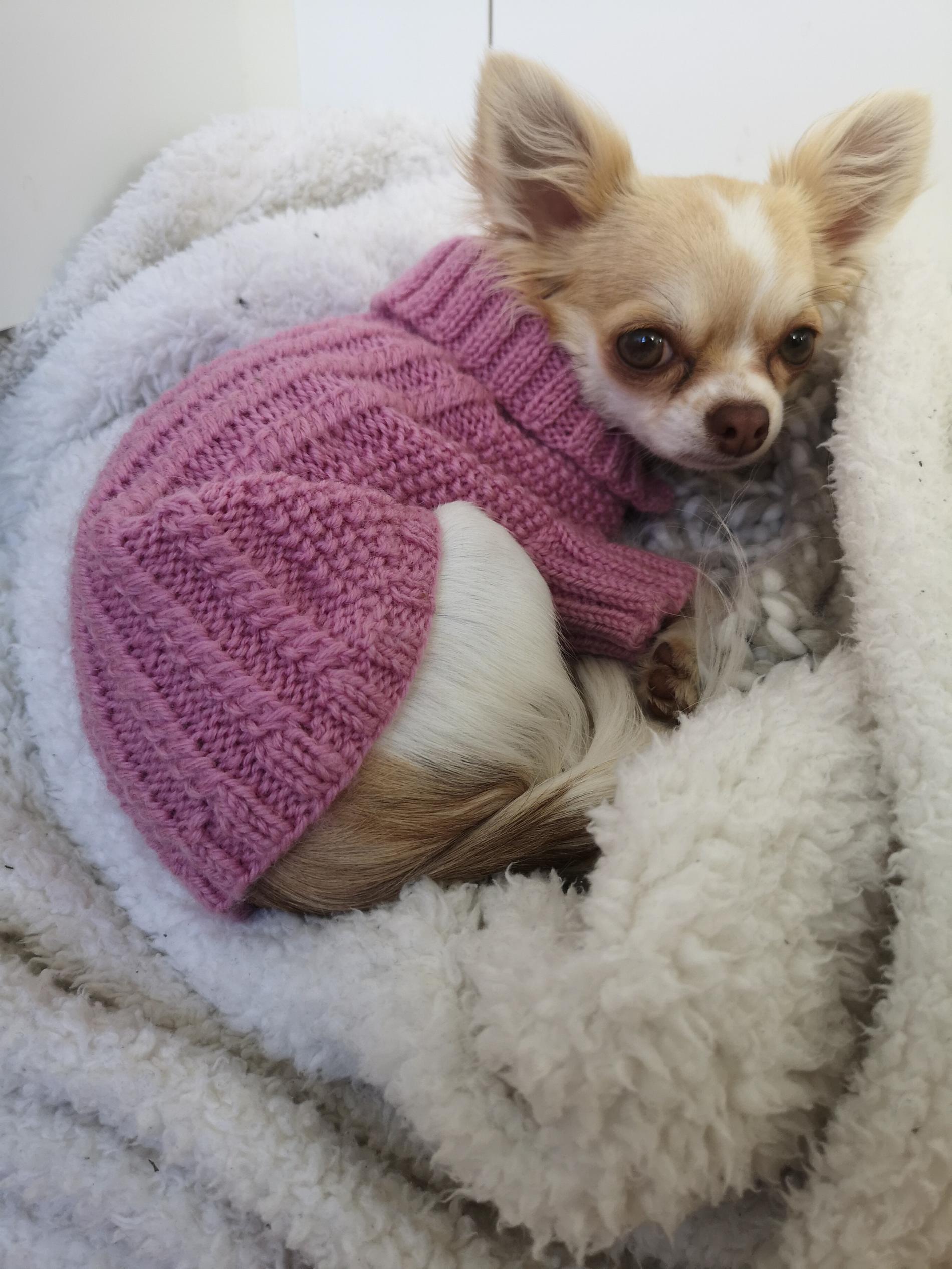 Chihuahuan Ella rymde från djursjukhuset.