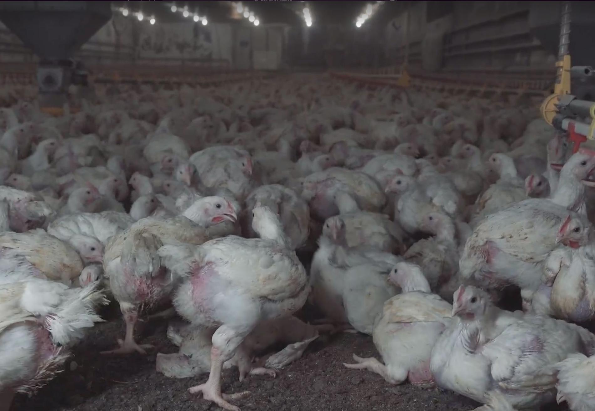 Bilder inifrån en av Kronfågels gårdar visar kycklingar som inte kan gå och kycklingar med inflammerade bakdelar.