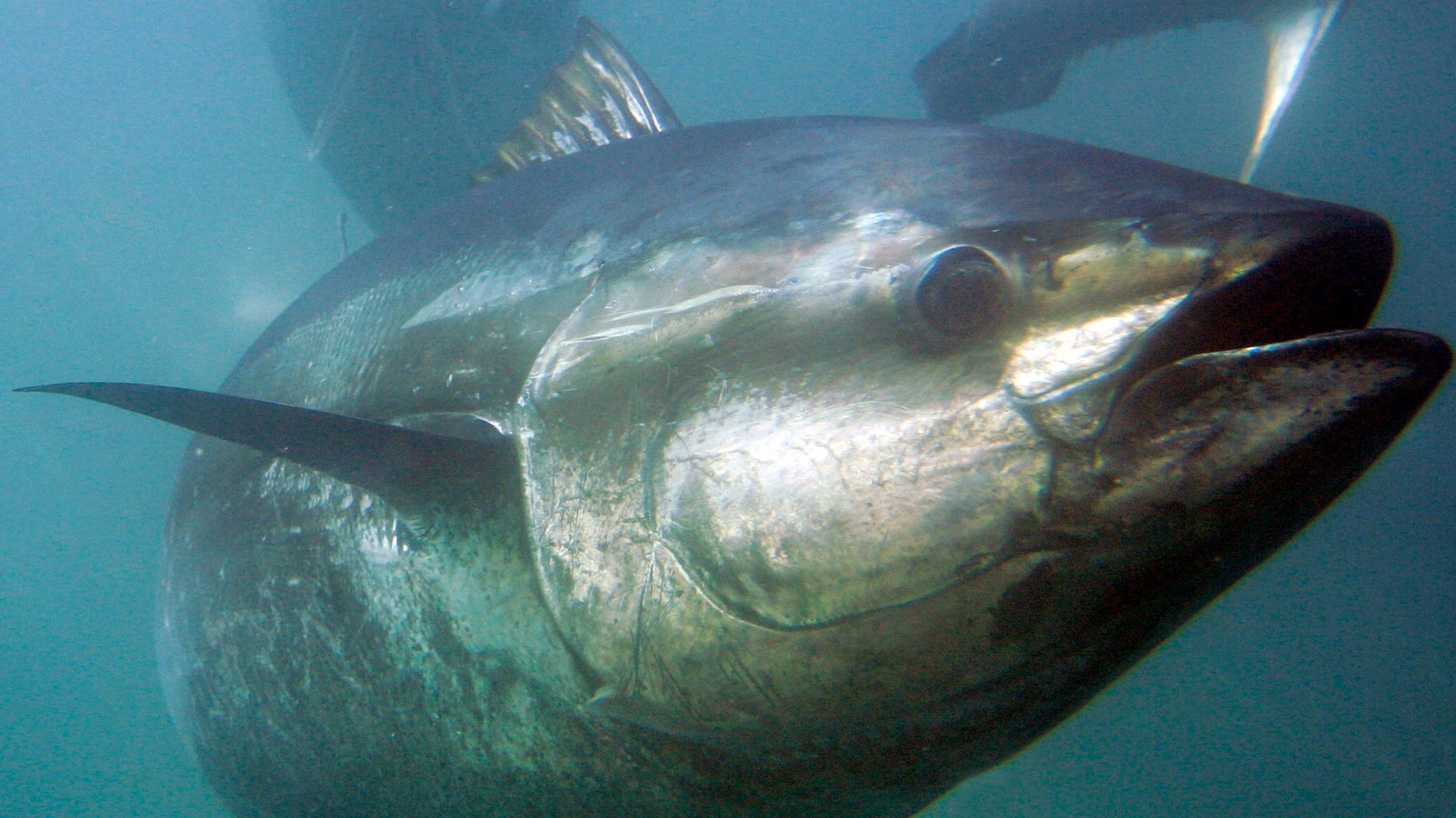 En blåfenad tonfisk (Thunnus thynnus). Arkivbild.