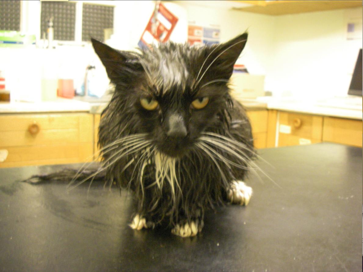 Mikrokisse.  Katten med det passande namnet Kom igen kokades i mikron av husse – överlevde. 
Foto: RSPCA