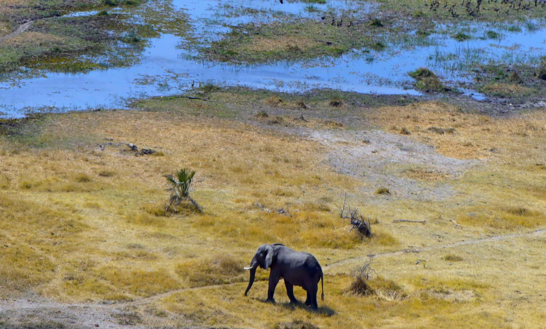 Botswana har världens största elefantpopulation. Här ett exemplar i delta Okavango, där nu hundratals elefanter påträffats döda. Arkivbild.