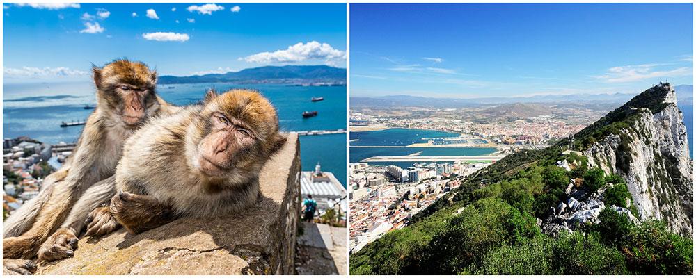 På Gibraltarklippan lever vilda apor, men de har vant sig vid människor och är inte farliga bara man är försiktig. 