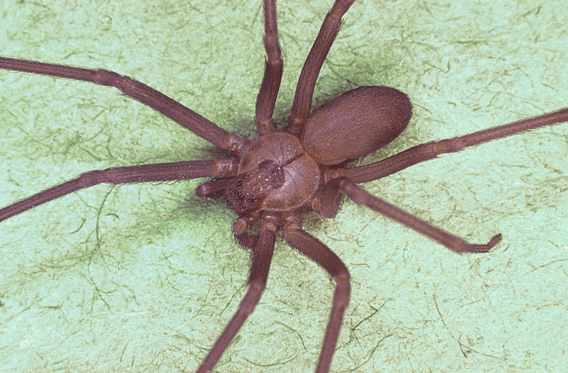 En spindel av typen Loxosceles laeta.