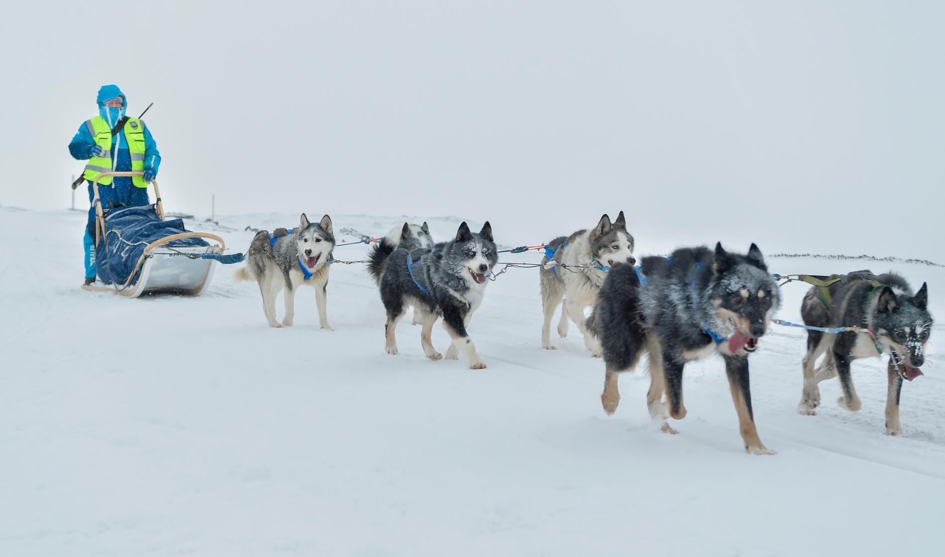 Hundspann är en populär aktivitet för de tusentals besökare som sätter kurs mot Svalbard. Men nu står slädhundarna i sina rastgårdar utan någonting att göra – och krisande turföretag kan tvingas att göra sig av med djuren på grund av höga fasta kostnader och noll inkomster. Bilden är tagen i Barentsburg, en rysk gruvort omkring sex mil från Longyearbyen. Båda platserna satsar allt mer på turism i takt med att koldriften minskar.