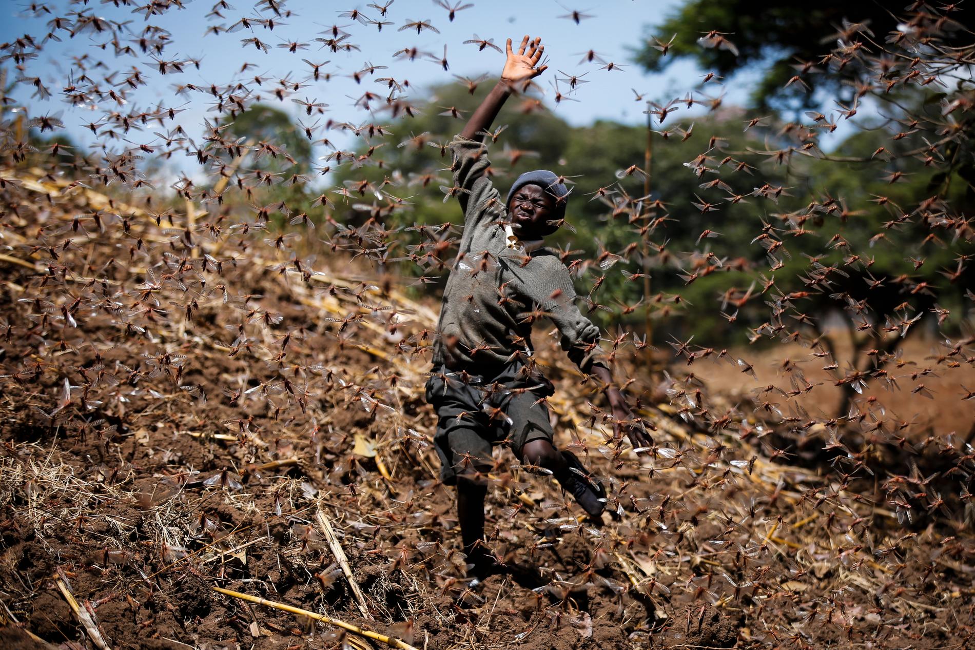 Bondsonen Stephen Mudoga, då tolv år, försöker schasa iväg en svärm gräshoppor på familjens gård efter skolan i Elburgon i Kenya 2021.