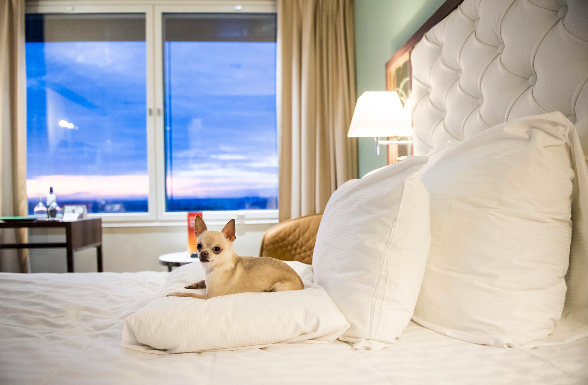 Chihuahuan Prins på Hotel Clarion Arlanda. Bilden är från ett tidigare år.