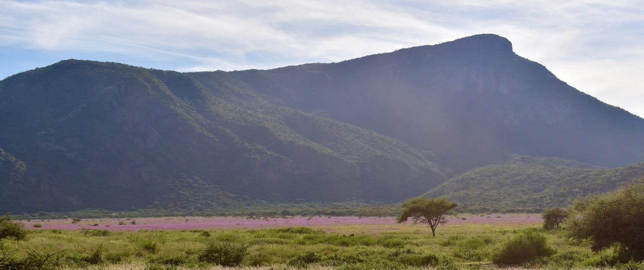 Ngorongoro-reservatet är öde under coronapandemin och öppet för tjuvskyttar.