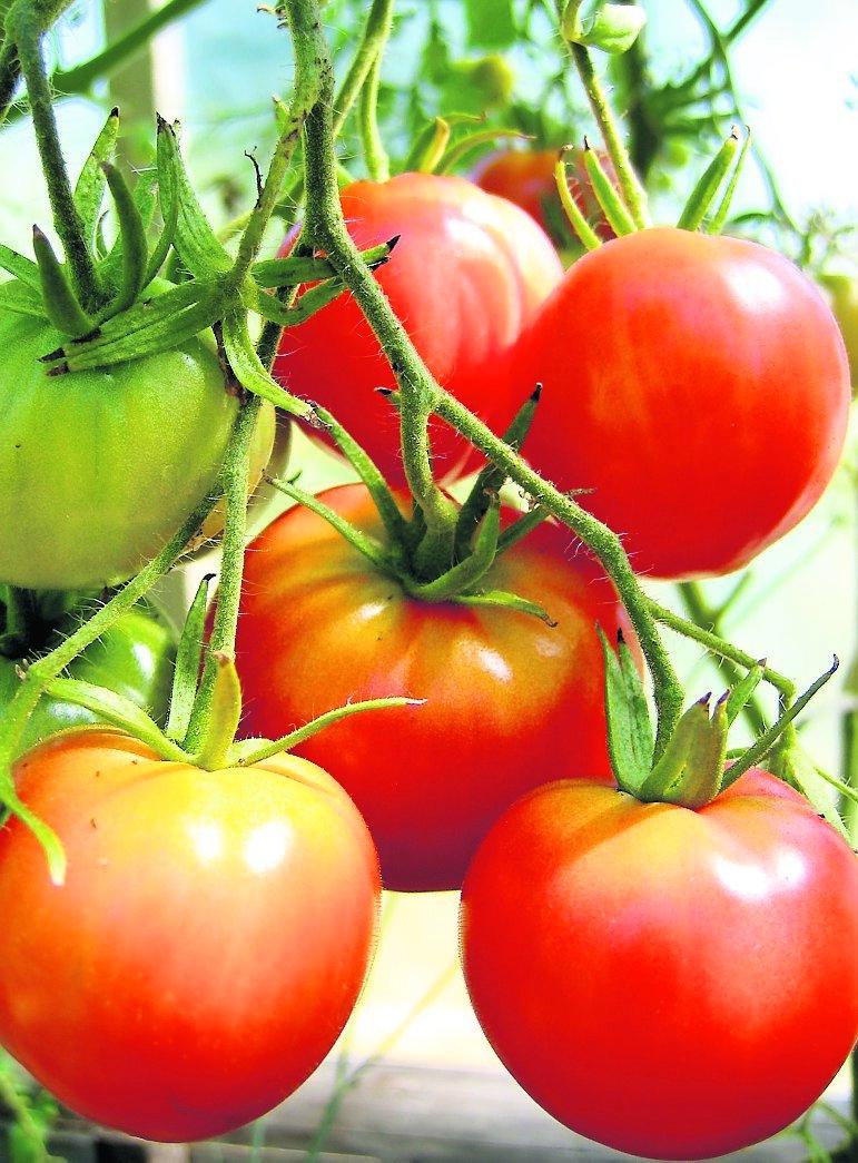 adjö kräm och lotion Tomat är en av de hemliga ingredienserna i pillren som ger dig slätare hud.