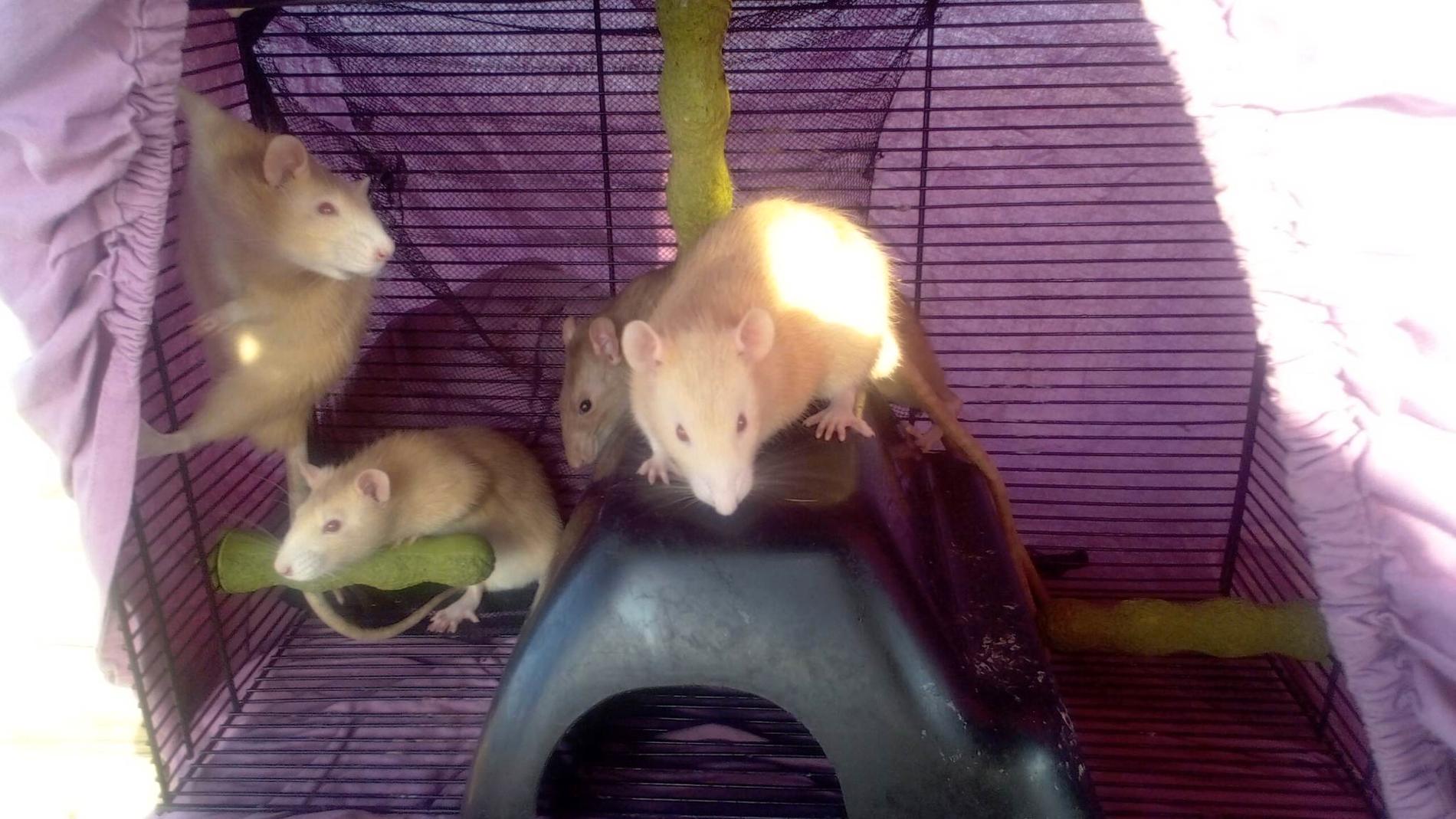 Fyra av Tyras råttor.