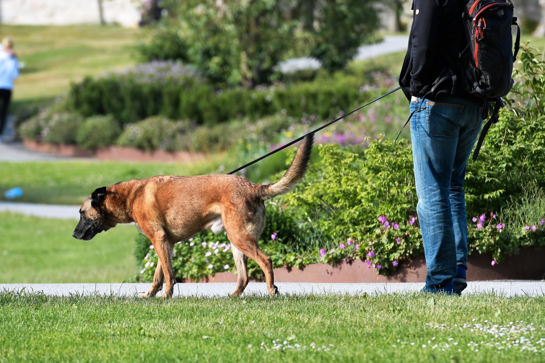 Såväl att promenera som att kela med sin hund kan minska risken för hjärtinfarkt.