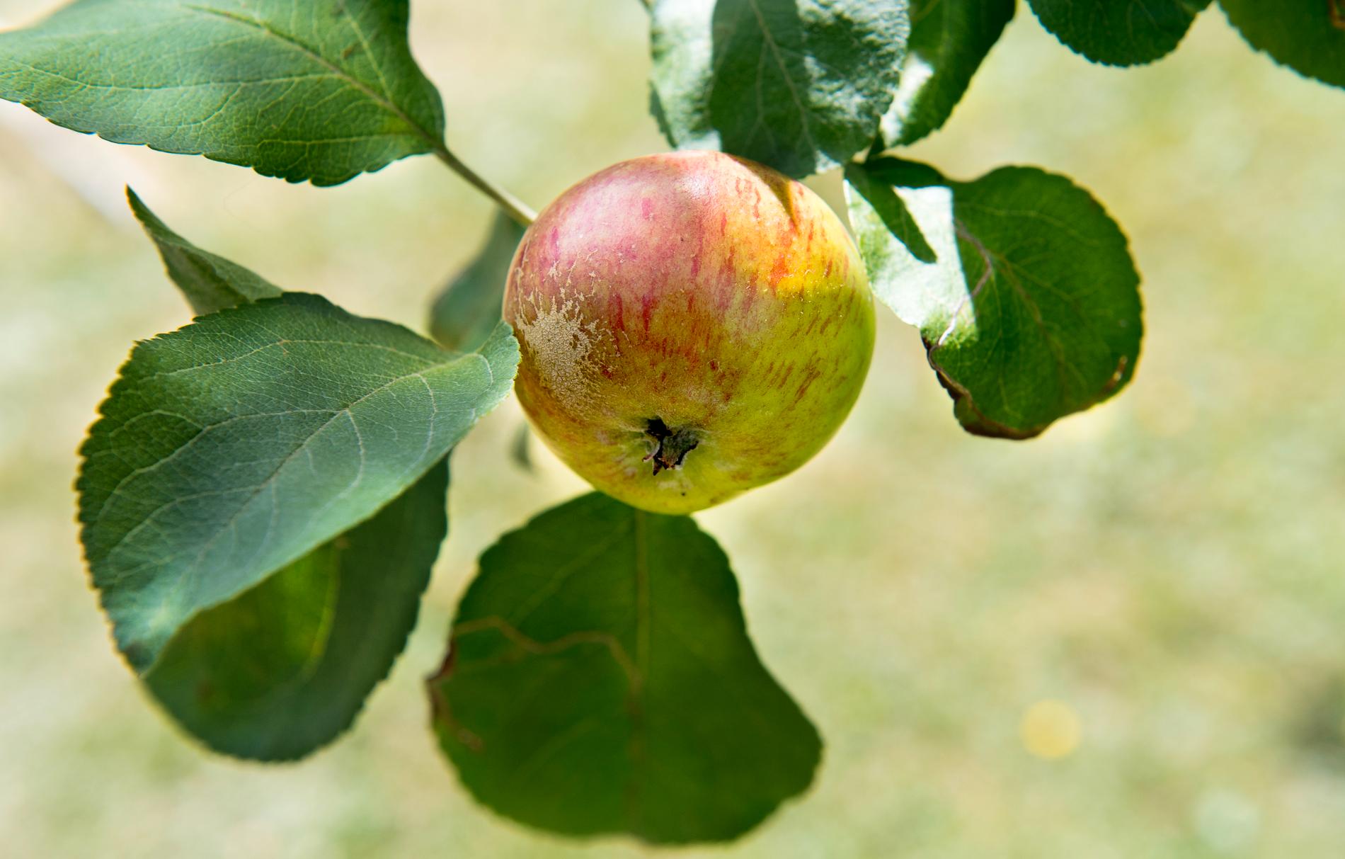 Fjolårets rikliga rönnblommning ligger bakom den störa inflygningen av rönnbärsmal i Skåne, enligt Jordbruksverket – och hotar nu äppelskörden. Arkivbild.