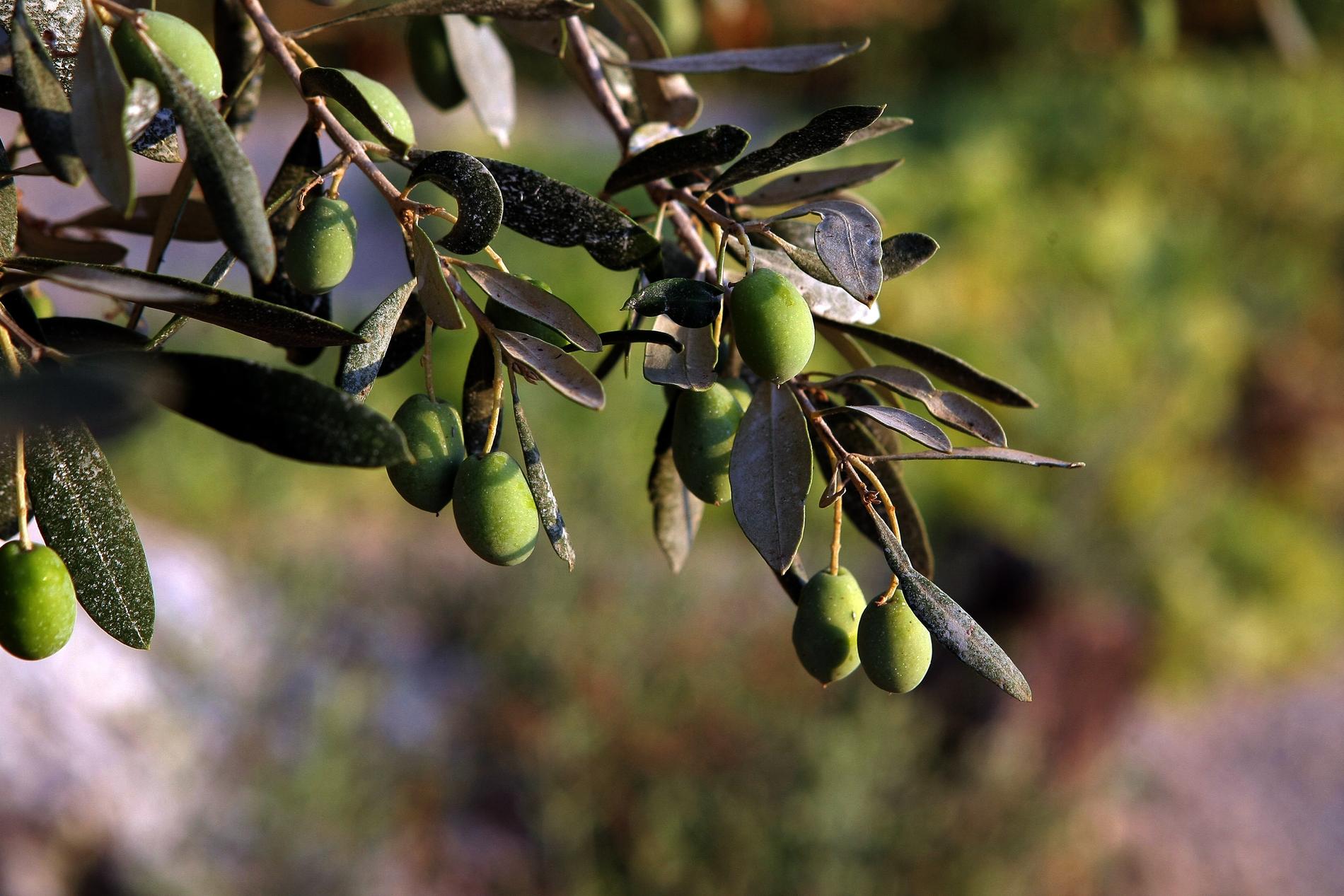 Tjuvarna stal 17,5 ton oliver från lokala gårdar i Spanien.