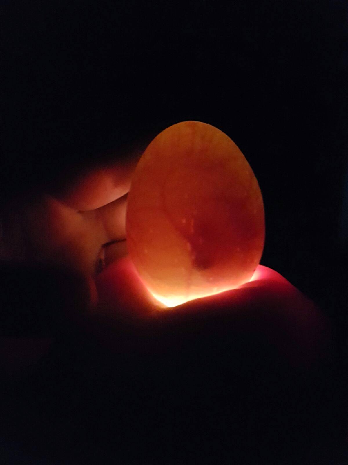 När man lyste på äggen med en lampa kunde man se kycklingar där inne.