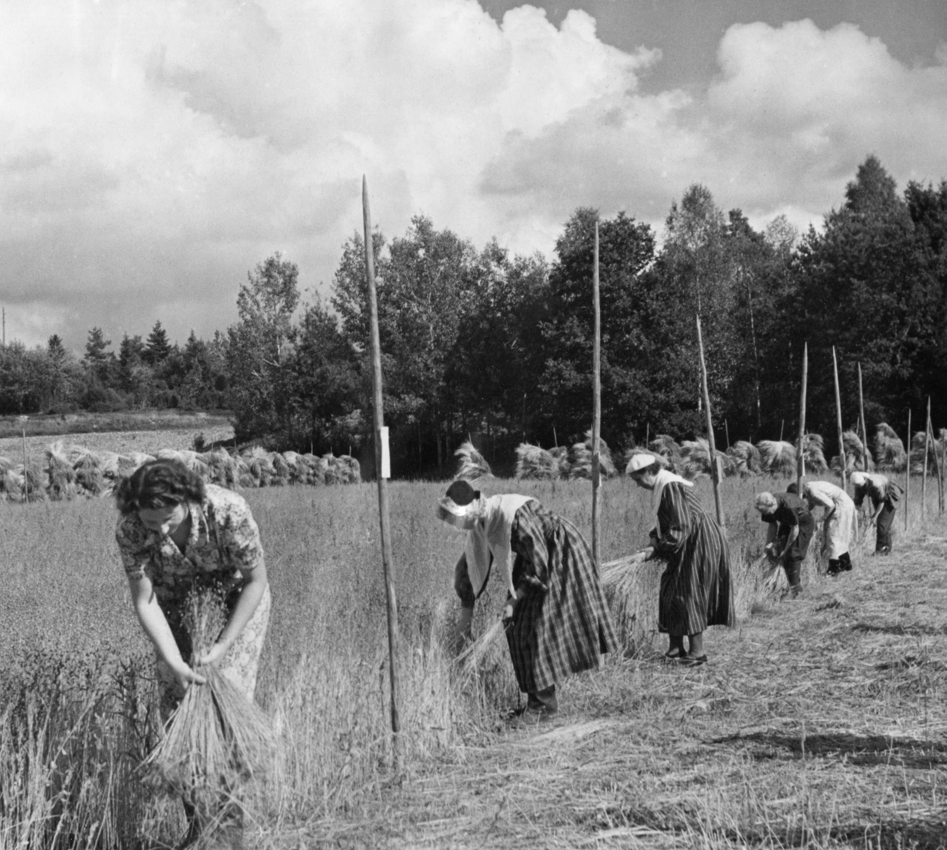 När man skördar lin rycker man upp det med rötterna, därför kallas det att rycka lin. Här är deltagarna i en linryckningstävling 1950. Arkivbild.