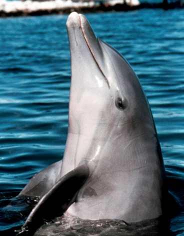I Australien kan du hjälpa besökare på ett delfincenter.