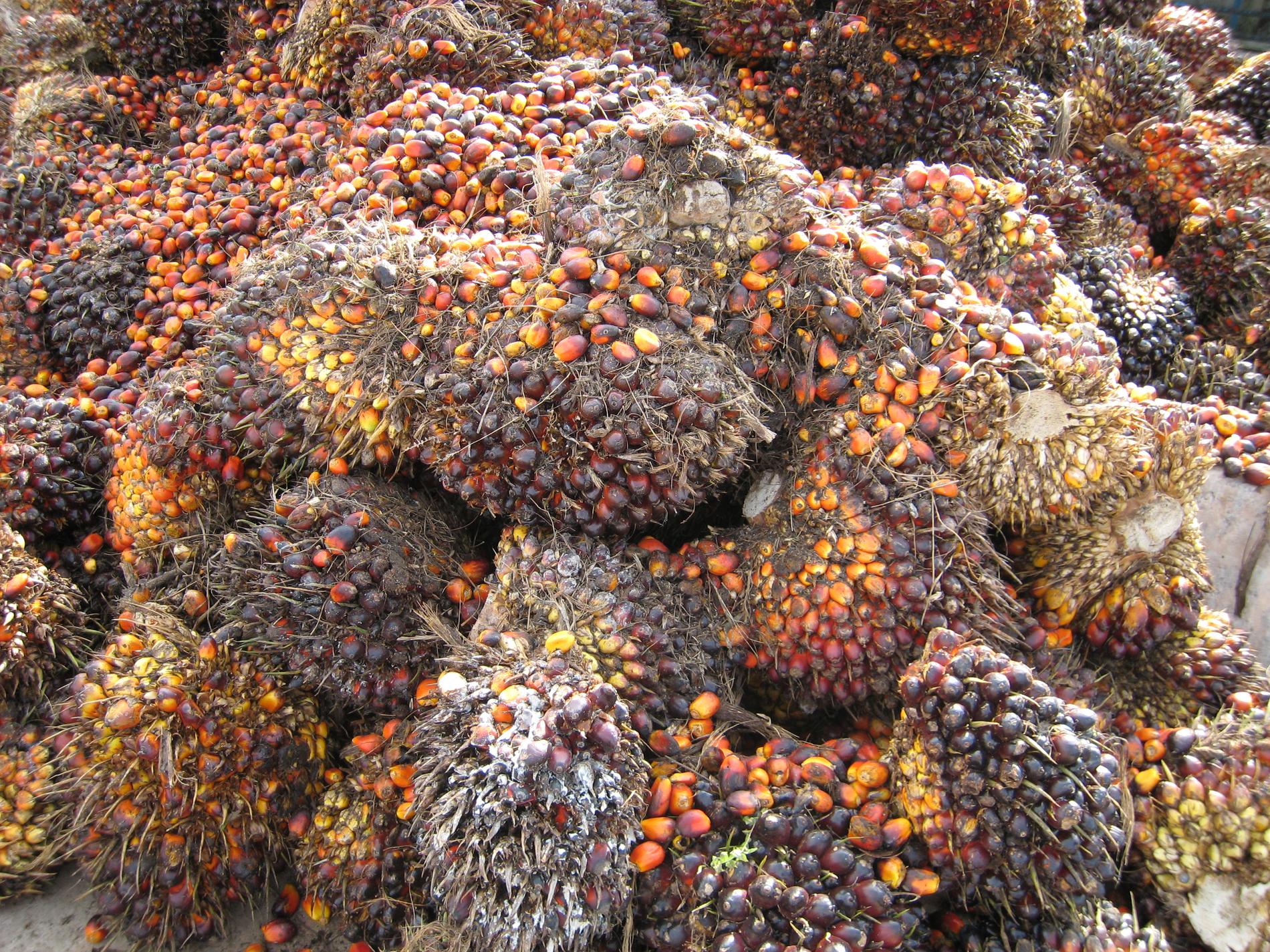 Lager av oljepalmsfrukter vid en fabrik som pressar frukterna till palmolja, för export till framför allt Kina, Indien och EU, inklusive Sverige. 
