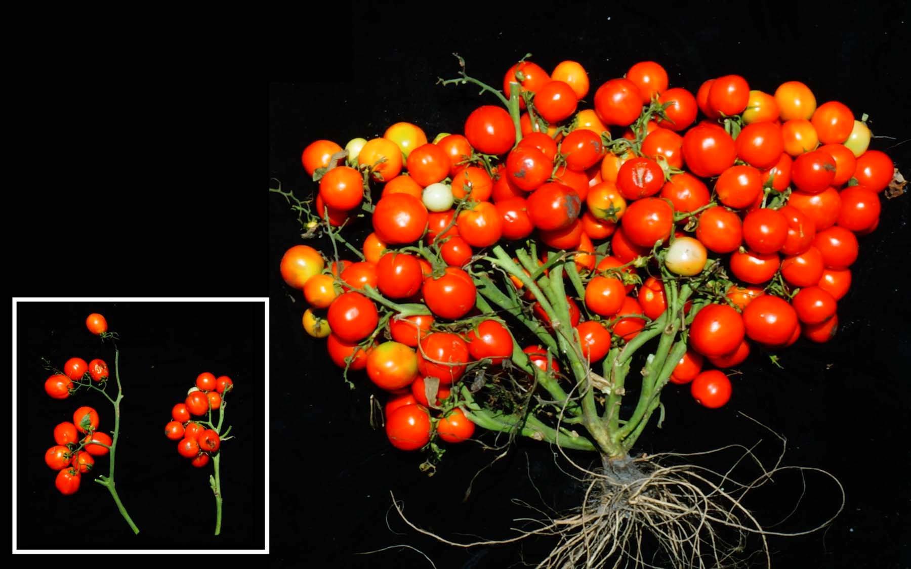 När tre olika genändringar kombineras på rätt sätt blir tomatplantan kompakt och buskliknande; lämplig för odling på begränsade ytor. Till vänster syns plantor med endast två av genändringarna.