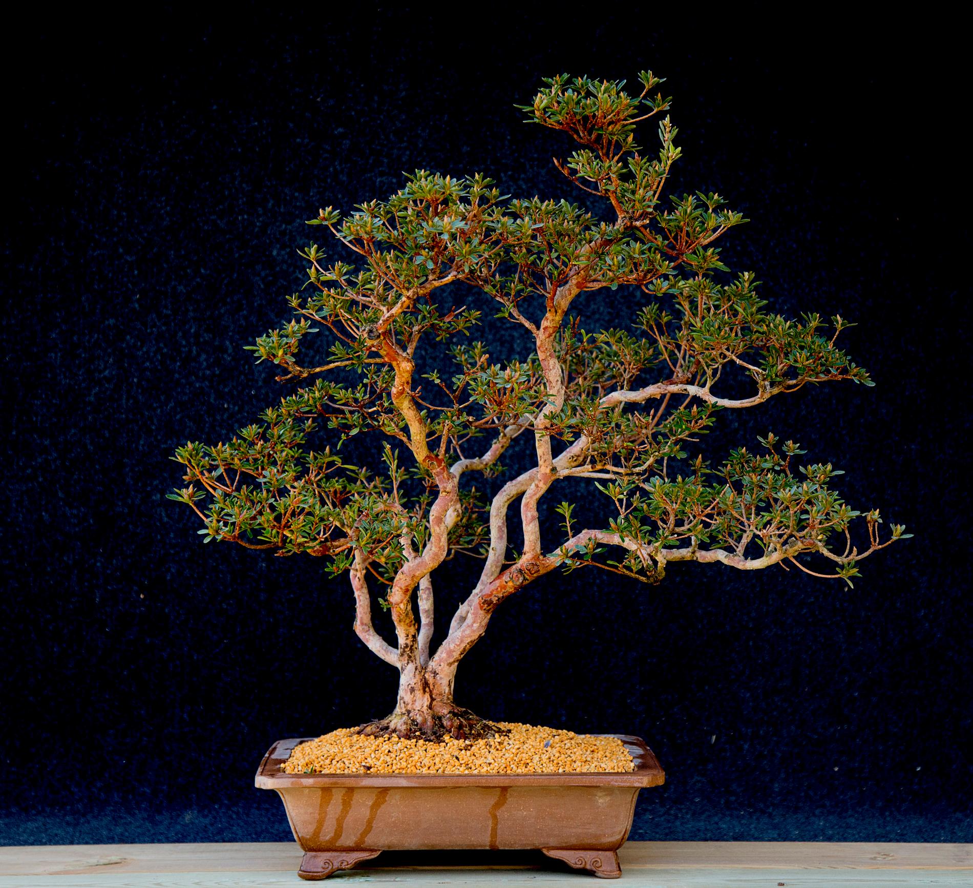 Ett bonsaiträd av sorten japansk azalea. Arkivbild.