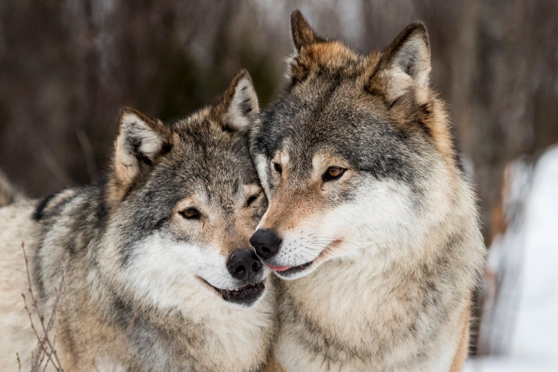Jämtlands länsstyrelse vill att Naturvårdsverket omprövar beslutet att tillåta en fast stam på tiotalet vargar i länet. Arkivbild