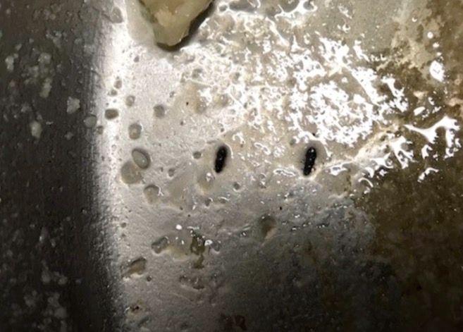 Döda insekter i kärl där det tillagas mat. Bilden har ingen koppling till någon av de nämnda krogarna.