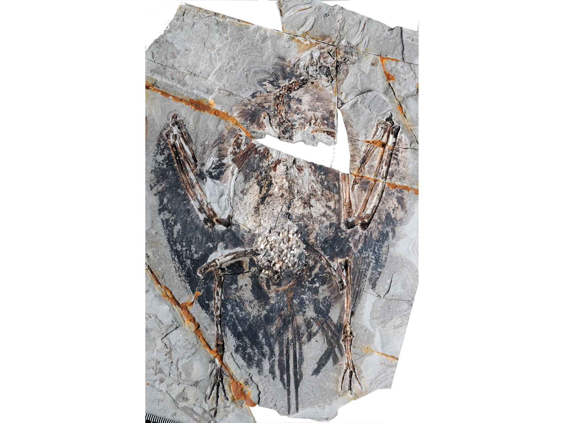 För första gången har ett fossil från en av tidigaste fåglarna hittats med bevarade lungor. Fossilet är 120 miljoner år gammalt.