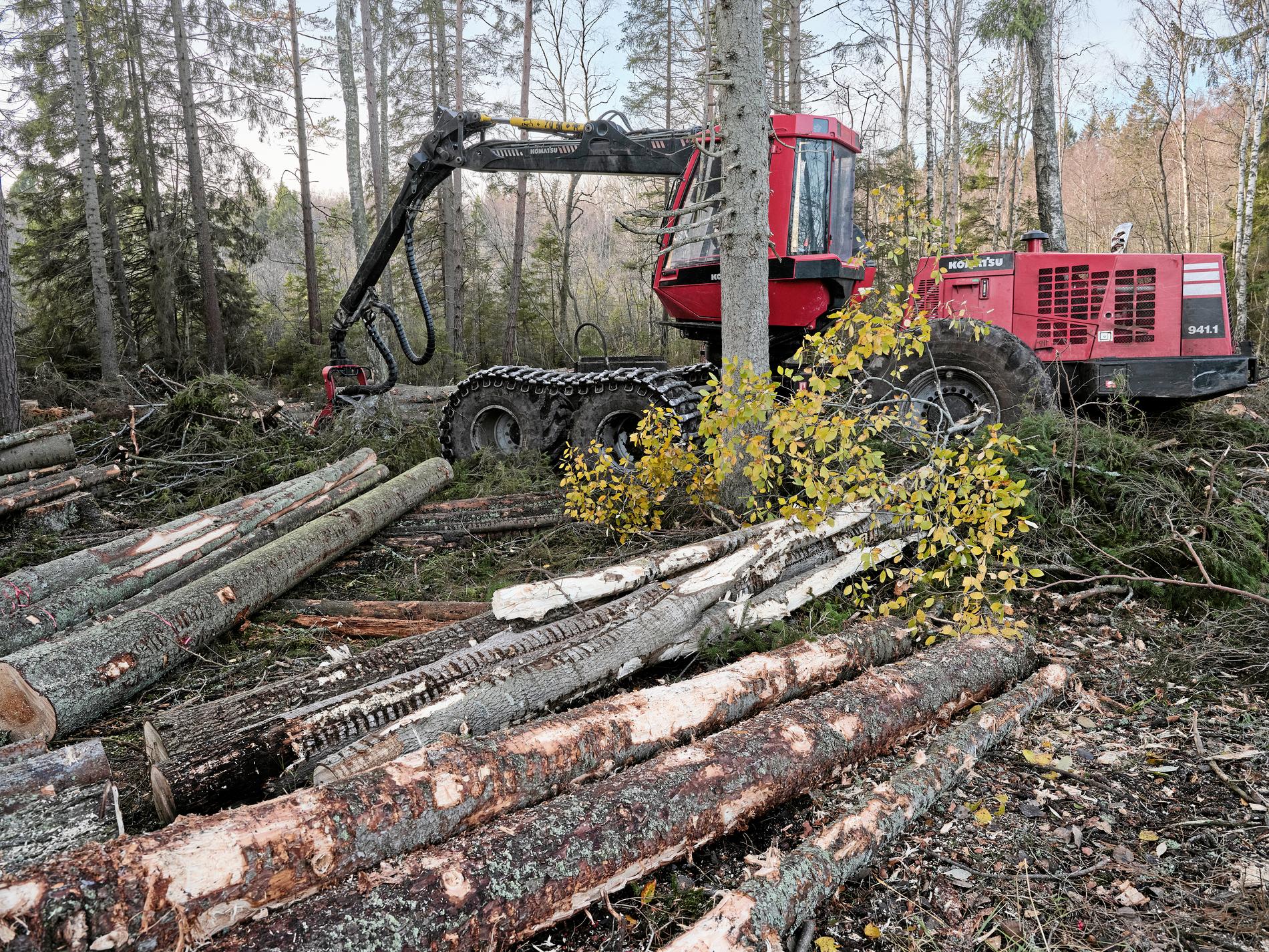 Centerpartiet anser att Skogsutredningen har slagsida mot att skydda skog. Arkivbild.