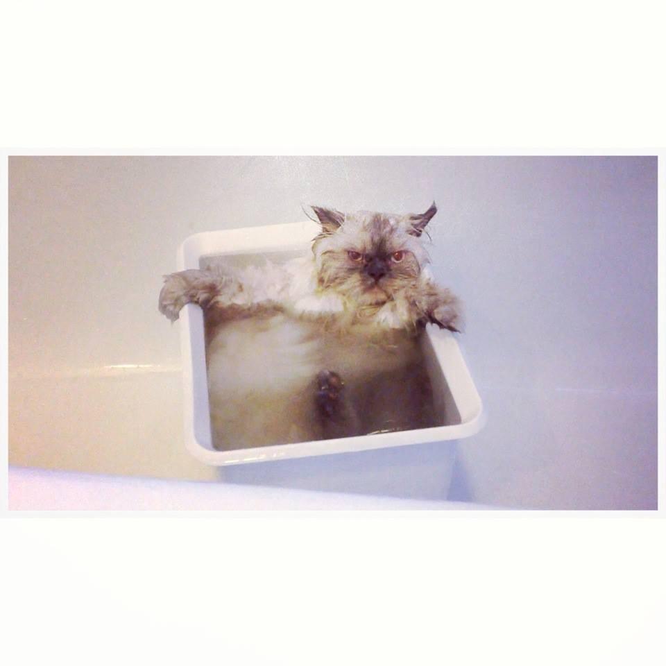 Lucas föredrar ett kallt bad i värmen.