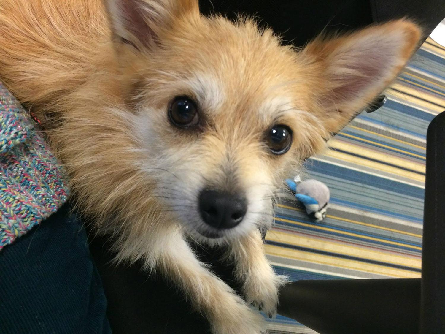 Spike är en av hundarna som hoppas på att bli adopterad.