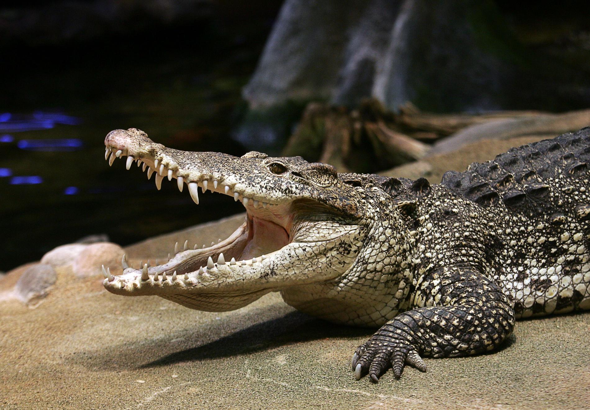 Castro, en av Skansens krokodiler.